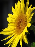 17th Jul 2011 - Sunflower