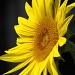 Sunflower by juletee