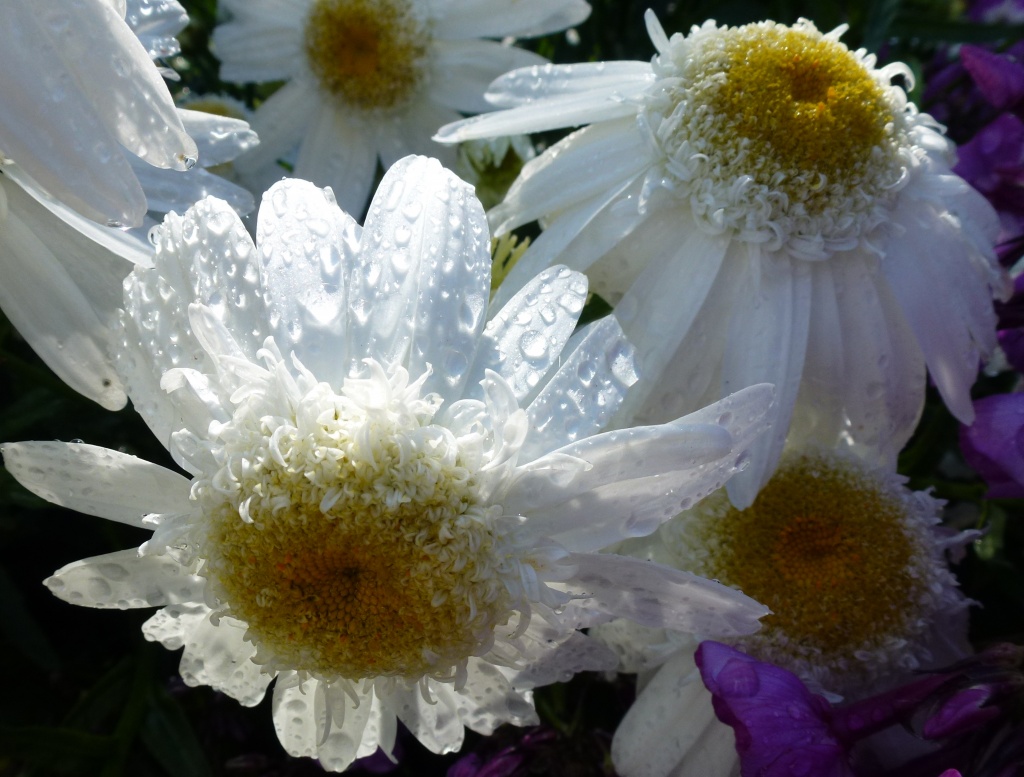 Wet,sunlit daisies by dulciknit