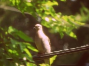 17th Jul 2011 - Mourning Dove
