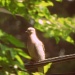 Mourning Dove by mej2011