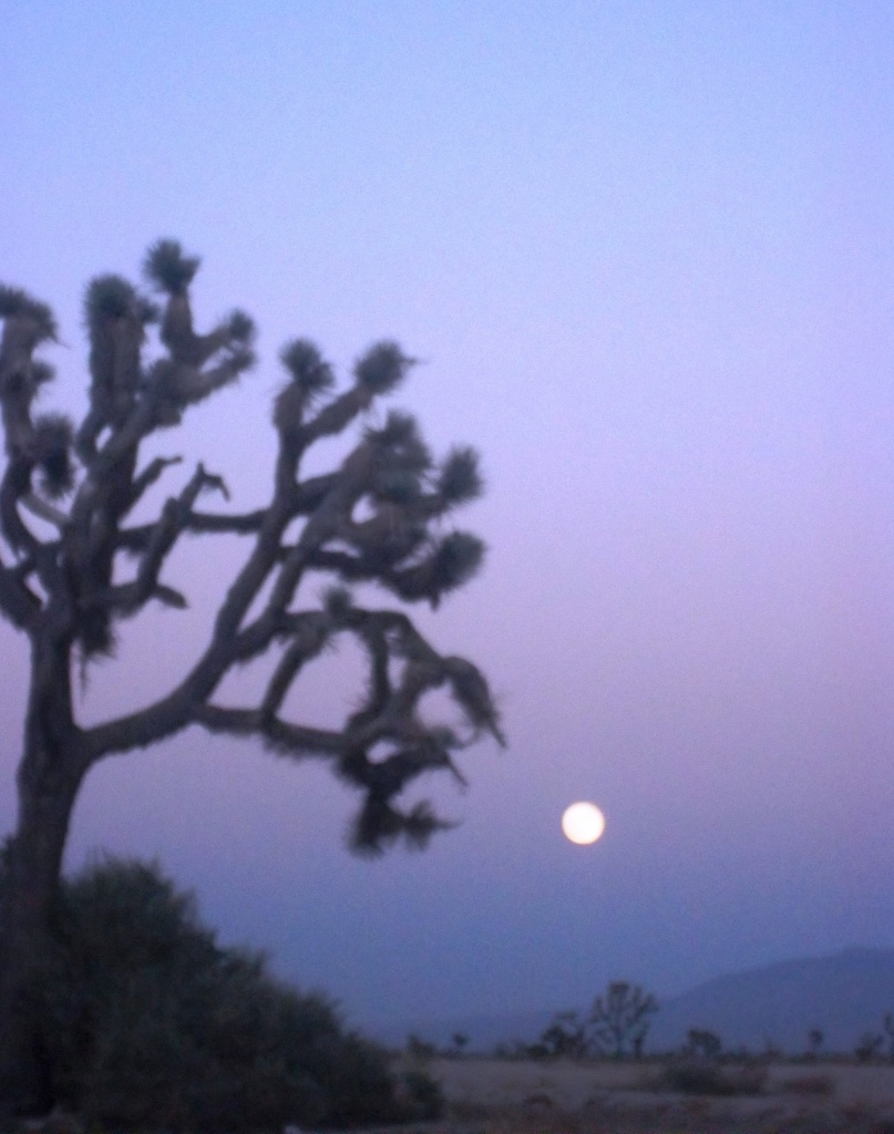 Desert Moon Rise by jnadonza