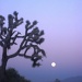 Desert Moon Rise by jnadonza