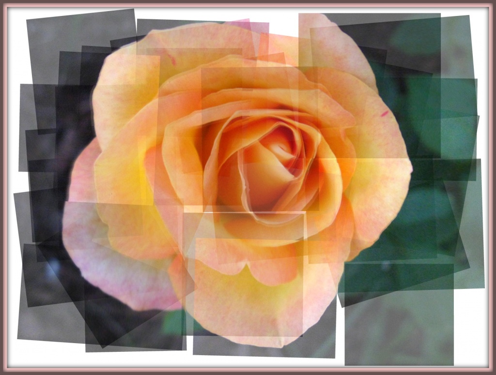 Rose by olivetreeann