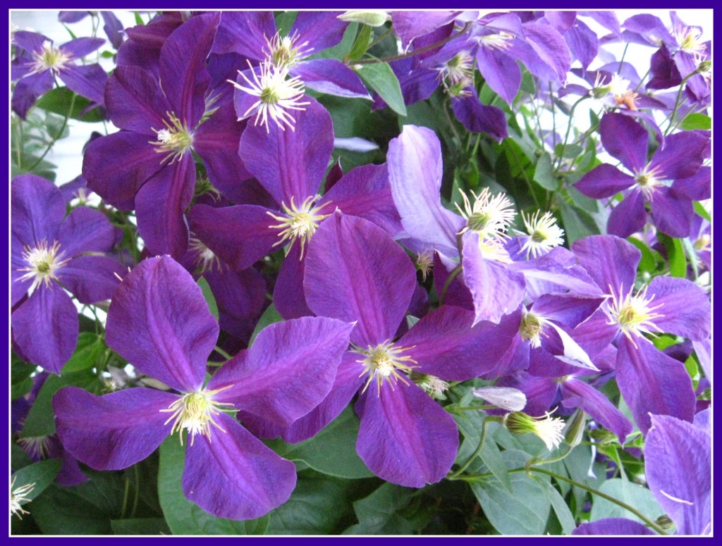 Clematis by olivetreeann