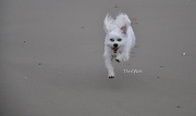 17th Jul 2011 - Beach Runner Lucy