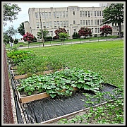 18th Jul 2011 - School Garden