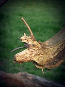 14th Jul 2011 - Greater horned wood slug