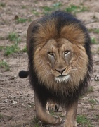 17th Jul 2011 - Lion