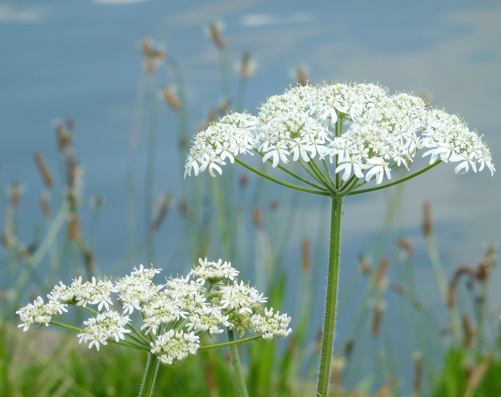 Reservoir flowers by dulciknit