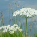 Reservoir flowers by dulciknit