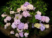 17th Jul 2011 - Natural Bouquet
