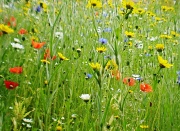 18th Jul 2011 - Wild flower meadow