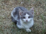 17th Jul 2011 - Kitty