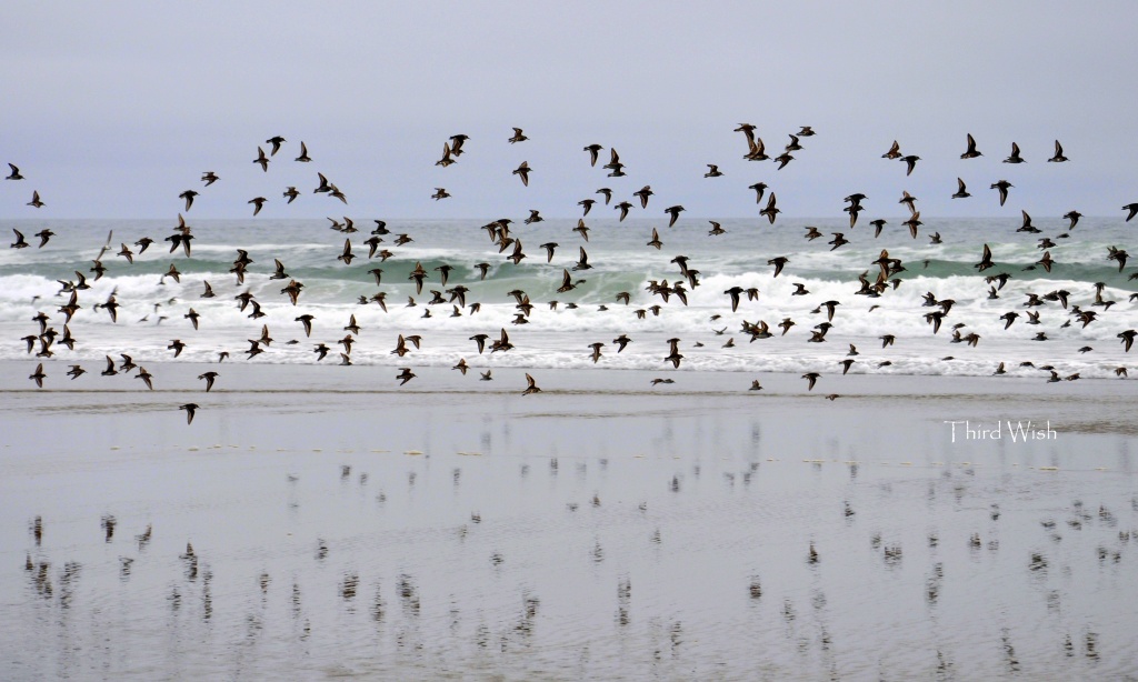 Shorebirds by mamabec