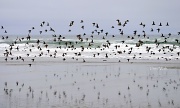18th Jul 2011 - Shorebirds