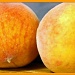 Fresh Peaches! by svestdonley