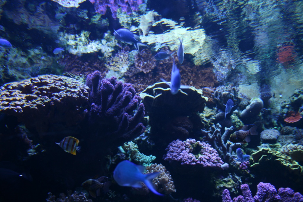 Just Another Aquarium Picture by kerristephens