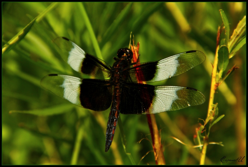 Dragonfly by exposure4u