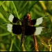 Dragonfly by exposure4u