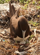 19th Jul 2011 - "Who put that there?" Brown Booby and egg