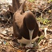 "Who put that there?" Brown Booby and egg by lbmcshutter