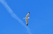18th Jul 2011 - Seagull in flight