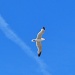 Seagull in flight by philbacon