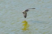 19th Jul 2011 - Coming in to land 