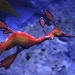 weedy sea dragon by ltodd