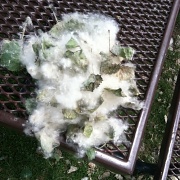 19th Jul 2011 - Got Cotton?