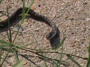 19th Jul 2011 - Rat Snake