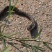 Rat Snake by grammyn