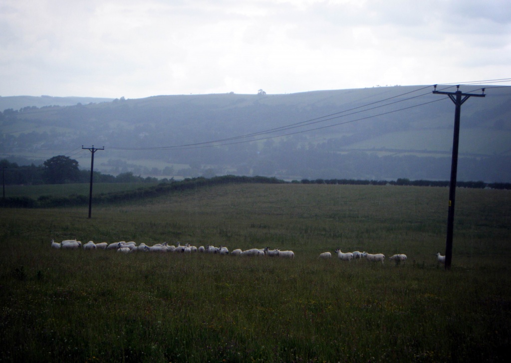 Sheep Walking in the Rain by sunny369