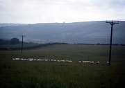 8th Jul 2011 - Sheep Walking in the Rain