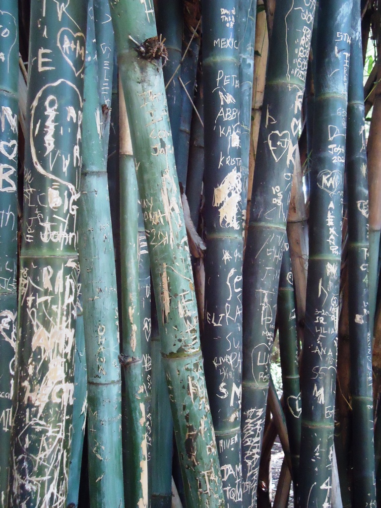 Bamboo by jnadonza