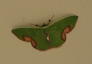20th Jul 2011 - Moth