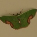 Moth by mozette