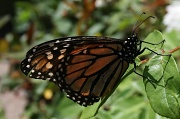 19th Jul 2011 - The Monarch