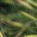 365-Spider net with beads IMG_1556 by annelis