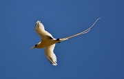 20th Jul 2011 - Golden Bosun Bird in flight