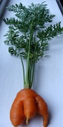 20th Jul 2011 - 3-legged carrot
