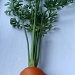 3-legged carrot by busylady