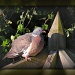 Wood pigeon004 by judithdeacon