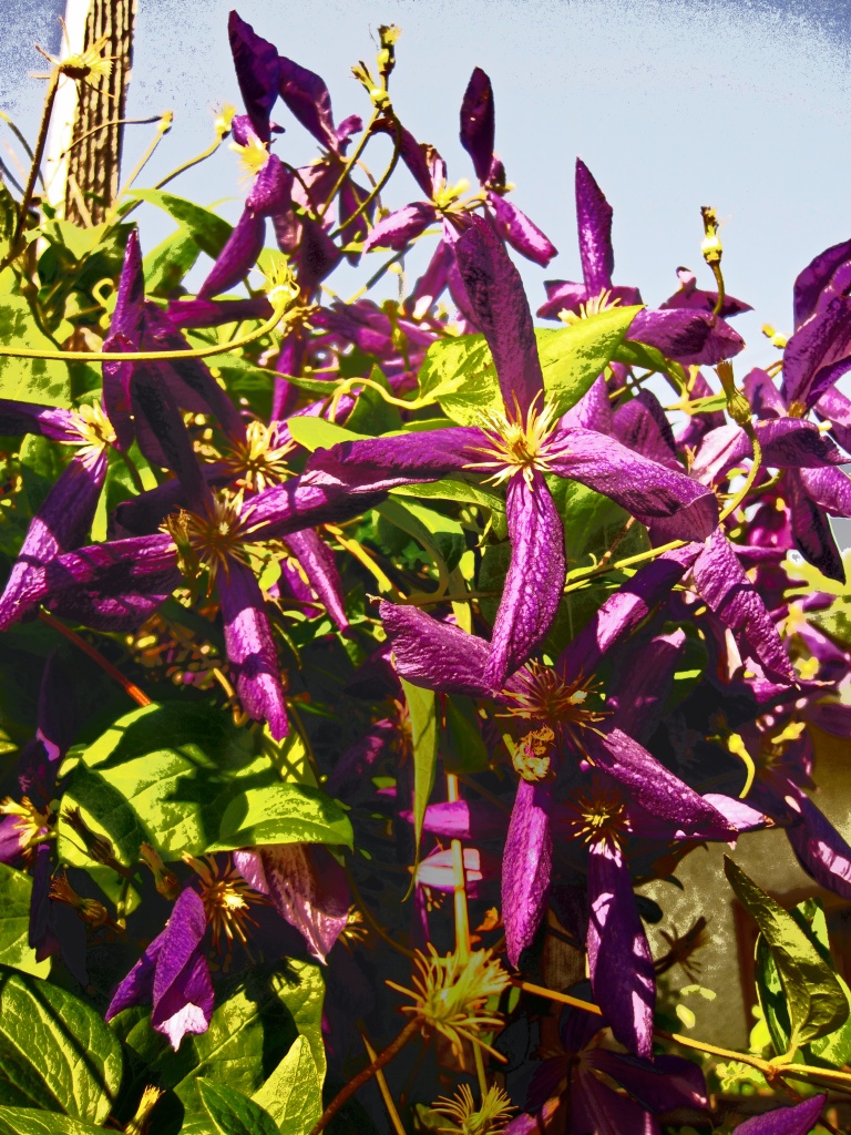 Purple flowers by dakotakid35