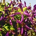 Purple flowers by dakotakid35