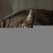 Cat Nap by kdrinkie