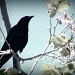 Blackbird by madamelucy