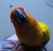 21st Jul 2011 - A-Z: Upside-down parrot