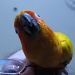 A-Z: Upside-down parrot by alia_801